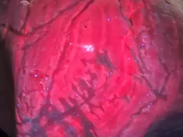 海岸に流れ着いた、重たい石　ライトを照らしたら…？「なんだこれ！」「初めて見た」