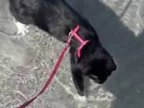 「「こんな猫、初めて見た」　930万人を驚かせた猫の『行動』とは？」の画像1