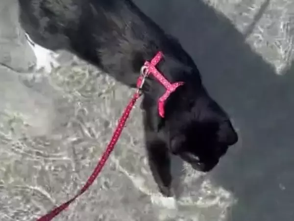 「こんな猫、初めて見た」　930万人を驚かせた猫の『行動』とは？