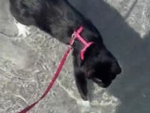 「こんな猫、初めて見た」　930万人を驚かせた猫の『行動』とは？