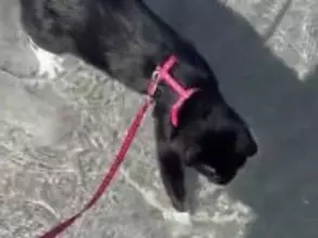 「こんな猫、初めて見た」　930万人を驚かせた猫の『行動』とは？