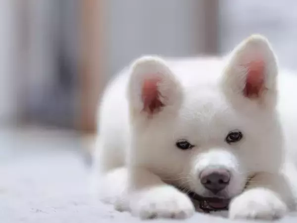 「まさか服が裏目に？」　犬の散歩後の姿に「爆笑した」「確かにそうなる」【散歩中の犬4選】