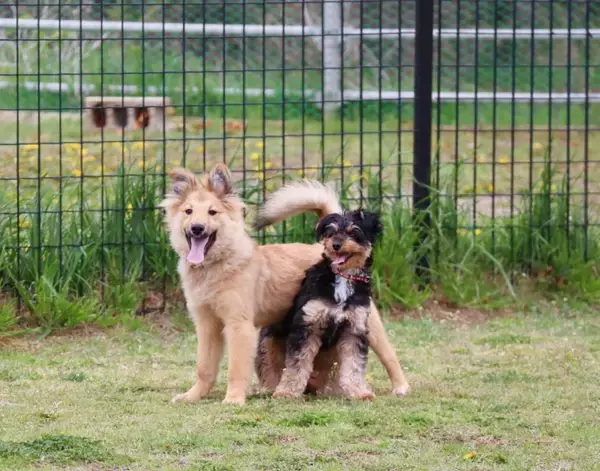「「まさか服が裏目に？」　犬の散歩後の姿に「爆笑した」「確かにそうなる」【散歩中の犬4選】」の画像