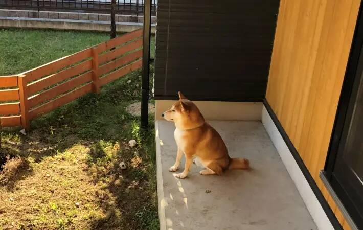 帰宅の音にすぐ反応！　柴犬のお出迎えに「こんな愛ある？」「一瞬で笑顔」【犬との絆4選】