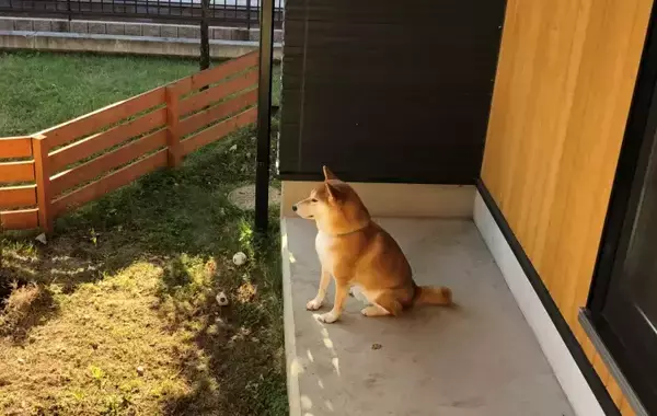 「帰宅の音にすぐ反応！　柴犬のお出迎えに「こんな愛ある？」「一瞬で笑顔」【犬との絆4選】」の画像