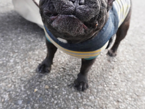 写真を撮られたフレンチブルドッグ　「過去イチ、変な顔かもしれない」と言われて？