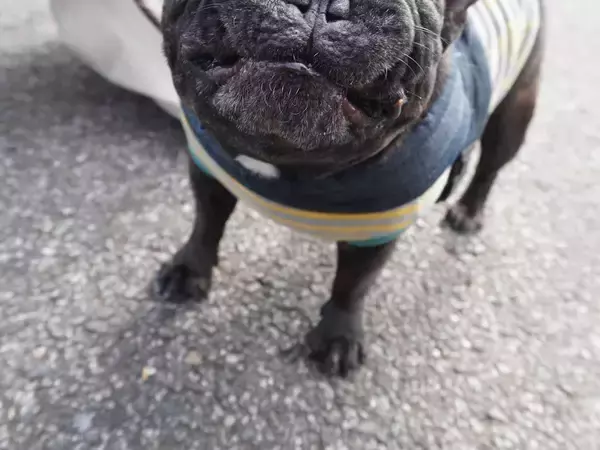 写真を撮られたフレンチブルドッグ　「過去イチ、変な顔かもしれない」と言われて？