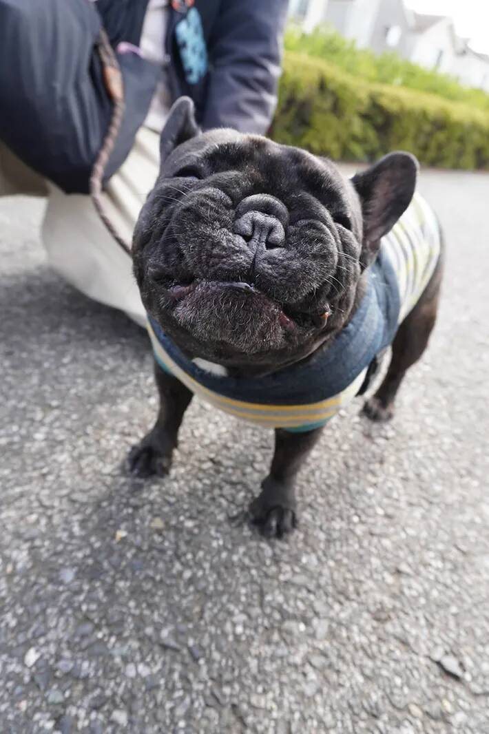 写真を撮られたフレンチブルドッグ　「過去イチ、変な顔かもしれない」と言われて？