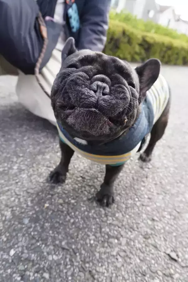 「写真を撮られたフレンチブルドッグ　「過去イチ、変な顔かもしれない」と言われて？」の画像