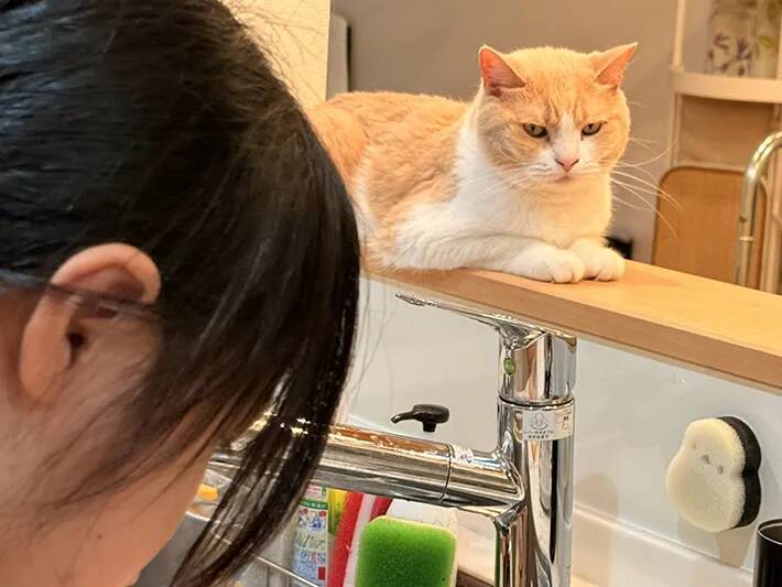 「包丁を使う時は猫の手やぞ」 母の日に料理をする女の子、手元をじっと見ていたのは？