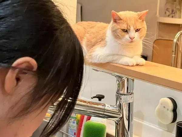 「「包丁を使う時は猫の手やぞ」 母の日に料理をする女の子、手元をじっと見ていたのは？」の画像