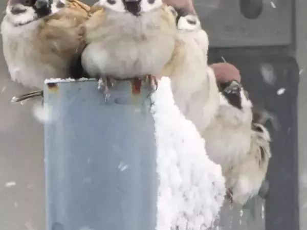 雪の降る朝、屋根の下で『雪宿り』をしていたのは…　撮影者「かわいくて逞しい」