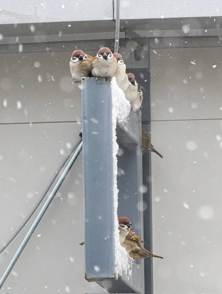雪の降る朝、屋根の下で『雪宿り』をしていたのは…　撮影者「かわいくて逞しい」