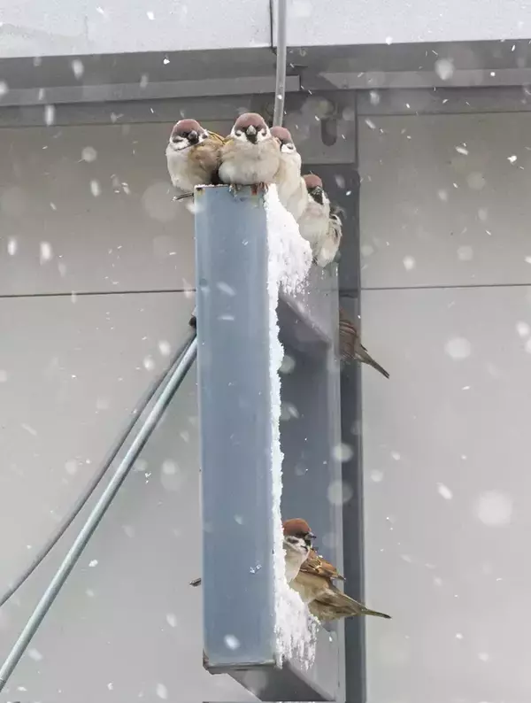 「雪の降る朝、屋根の下で『雪宿り』をしていたのは…　撮影者「かわいくて逞しい」」の画像