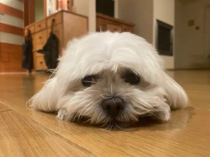 「うちの犬、白アザラシにそっくりなんだよね」　誰もが納得した『2枚』がコチラ「私の犬も同じポーズをする」