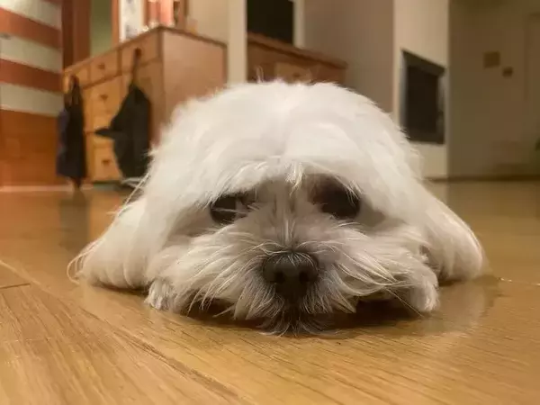 「「うちの犬、白アザラシにそっくりなんだよね」　誰もが納得した『2枚』がコチラ「私の犬も同じポーズをする」」の画像