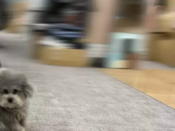 月曜のオフィスを駆け抜ける社員犬　捉えた1枚に「どんな役職？」「背景のブレ方よ」