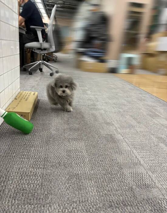 月曜のオフィスを駆け抜ける社員犬　捉えた1枚に「どんな役職？」「背景のブレ方よ」