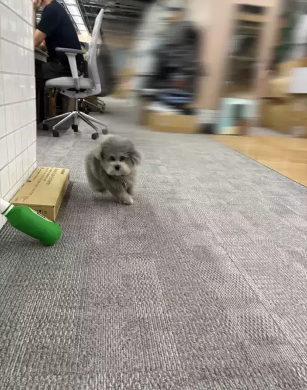 「月曜のオフィスを駆け抜ける社員犬　捉えた1枚に「どんな役職？」「背景のブレ方よ」」の画像
