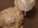 「柴犬の『衣替え』後の姿　隣に並ぶ『抜け毛の量』に「もう1匹いる！」」の画像1