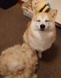 「柴犬の『衣替え』後の姿　隣に並ぶ『抜け毛の量』に「もう1匹いる！」」の画像2