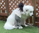 「嫌なことがあった時は？　3歳娘と犬の写真に「心が温まった」」の画像2