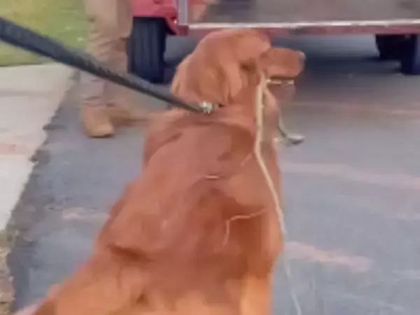 ゴールデンレトリバーが『天職』に出会い？「最高の助っ人だ」