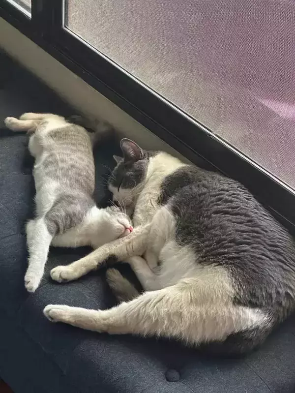 「オヤツでもオモチャでもなく…　飼い主が『愛猫に贈った最高のプレゼント』が心温まる」の画像