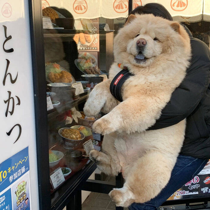 ぬいぐるみにしか見えない 飼い主に抱っこされる犬が どう見ても 22年1月日 エキサイトニュース