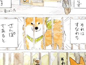 【犬あるある】散歩だと思ったら…　漫画で描く『柴犬の不満』に「すべてが愛おしい」