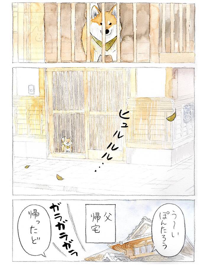【犬あるある】散歩だと思ったら…　漫画で描く『柴犬の不満』に「すべてが愛おしい」