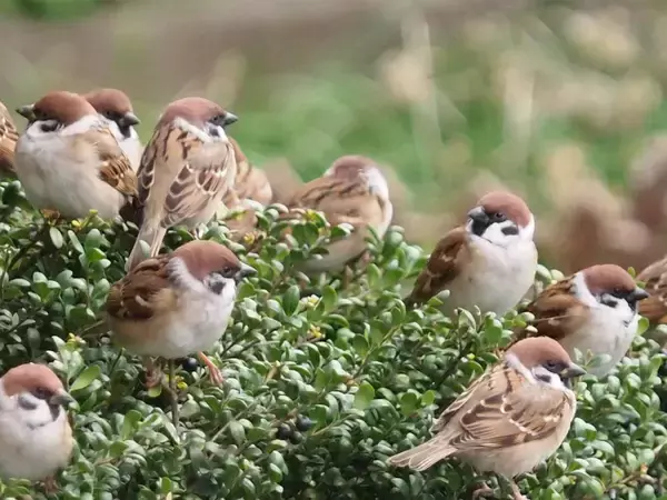 秋冬のふくらスズメが庭木にいっぱい！　愛鳥家が撮影した1枚がまるで『スズメのなる木』