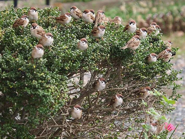 秋冬のふくらスズメが庭木にいっぱい！　愛鳥家が撮影した1枚がまるで『スズメのなる木』