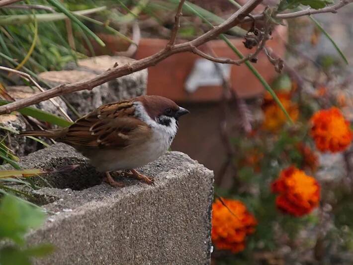 秋冬のふくらスズメが庭木にいっぱい！　愛鳥家が撮影した1枚がまるで『スズメのなる木』