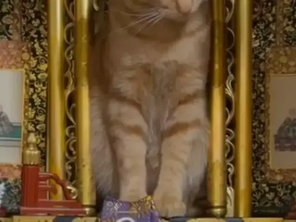 家中探しても見つからなかった猫　発見された場所に「大爆笑」「ここいいなって思ってそう」