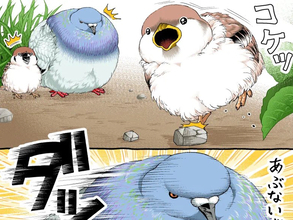 【2万いいね】転びそうなスズメを『鳩胸』で助けたハト　その後の展開にクスッ！