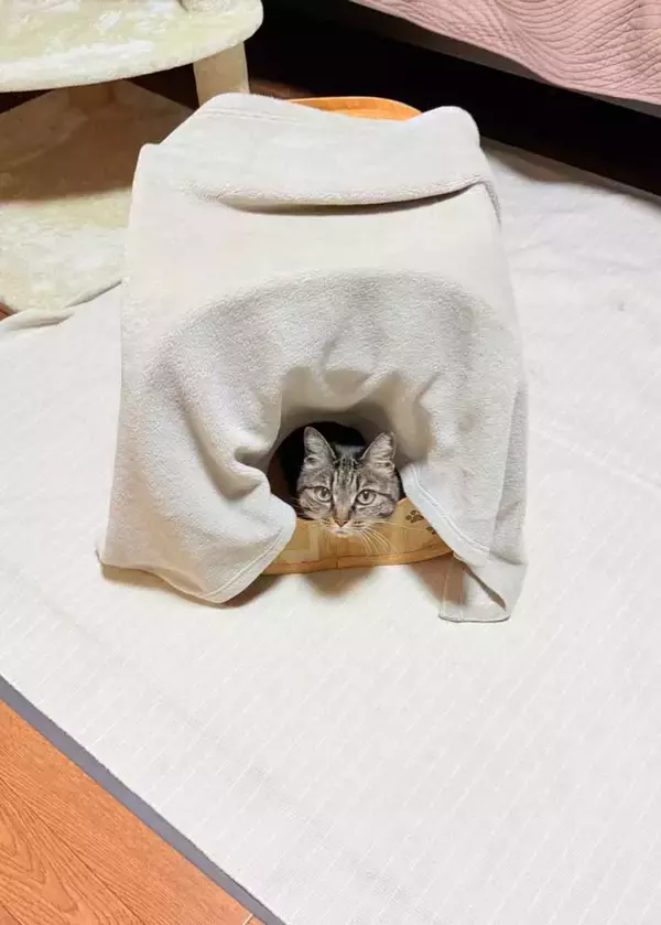 「飼い主「落ちそう」　くつろぐ愛猫の姿に「笑った」「こんなことあるのか」」の画像