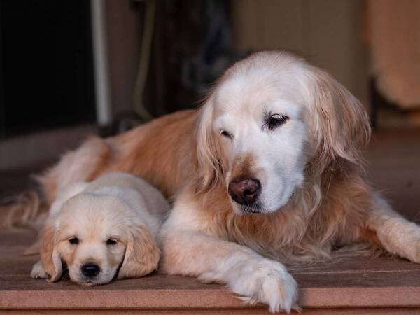 子犬に お手 を教えていると お父さん犬が見せた行動がジワジワくる 22年1月14日 エキサイトニュース