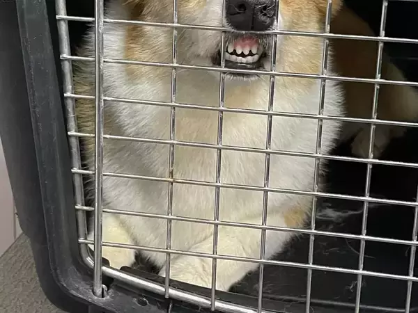 ペットサロンの店員「振り向くとずっとこの顔してて…」　コーギーの1枚に「夜中に吹いた」