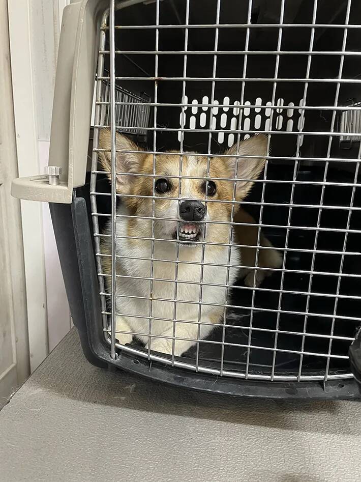 ペットサロンの店員「振り向くとずっとこの顔してて…」　コーギーの1枚に「夜中に吹いた」