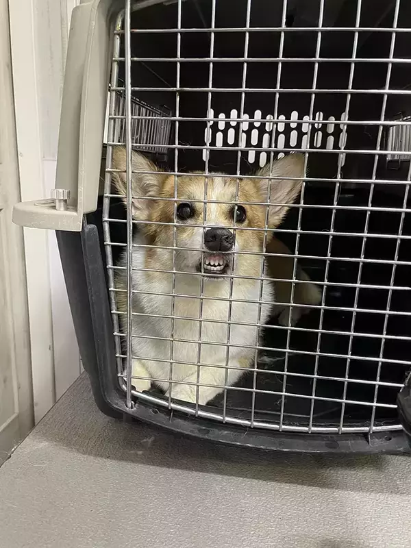 「ペットサロンの店員「振り向くとずっとこの顔してて…」　コーギーの1枚に「夜中に吹いた」」の画像