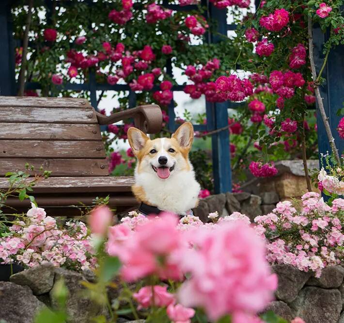ペットサロンの店員「振り向くとずっとこの顔してて…」　コーギーの1枚に「夜中に吹いた」
