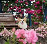 「ペットサロンの店員「振り向くとずっとこの顔してて…」　コーギーの1枚に「夜中に吹いた」」の画像3