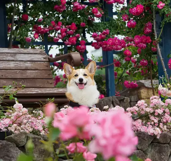 「ペットサロンの店員「振り向くとずっとこの顔してて…」　コーギーの1枚に「夜中に吹いた」」の画像