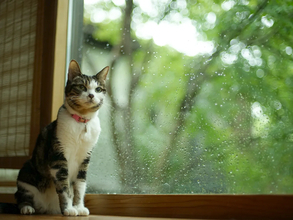 「ただの長雨」か「趣ある秋霖」か　雨の名前を知ると景色が変わる日本語の豊かさ