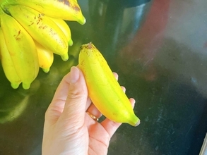 マレーシアの『バナナ』が手のひらサイズで可愛い　地元の人の食べ方は？