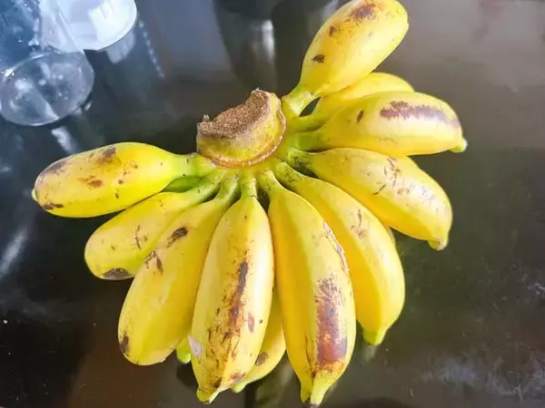 「マレーシアの『バナナ』が手のひらサイズで可愛い　地元の人の食べ方は？」の画像