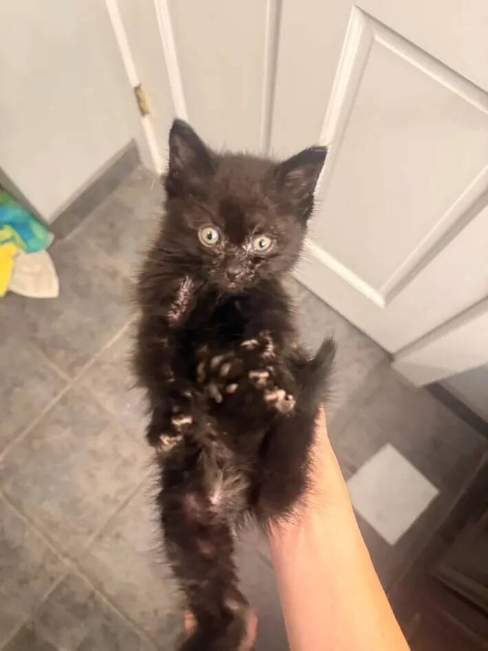 「かわいい子犬」「リスに違いない」「天使ですね」などのコメントがついた、『糸くずの塊』の正体は…？