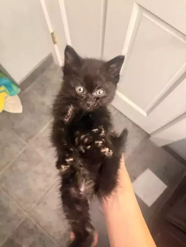 「「かわいい子犬」「リスに違いない」「天使ですね」などのコメントがついた、『糸くずの塊』の正体は…？」の画像