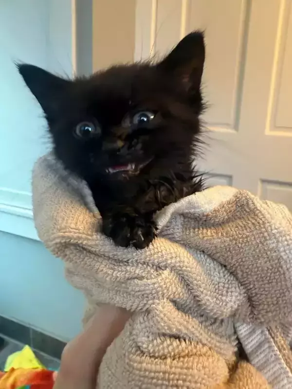 「「かわいい子犬」「リスに違いない」「天使ですね」などのコメントがついた、『糸くずの塊』の正体は…？」の画像